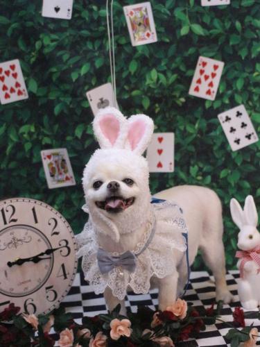 20250412ソックスくん